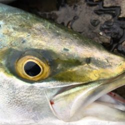 太刀魚狙いのつもりが。。