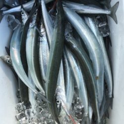 こんなに釣れて良いんですか