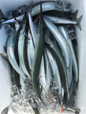 こんなに釣れて良いんですか