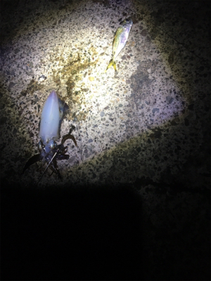 アオリちゃんのかくれんぼ