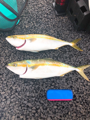 今シーズンの初タチ