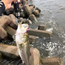 青物狙いからシーバスへ