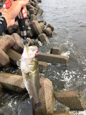 青物狙いからシーバスへ