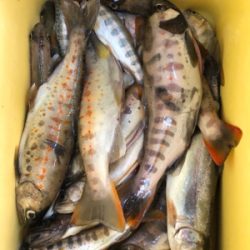 今年最初で最後の渓流