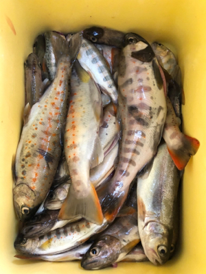 今年最初で最後の渓流