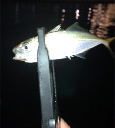 アジングでエサ釣ってからの飲ませでしたが…