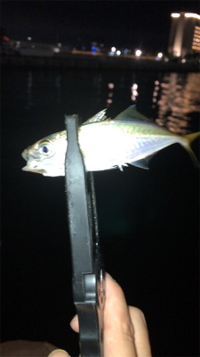 アジングでエサ釣ってからの飲ませでしたが…