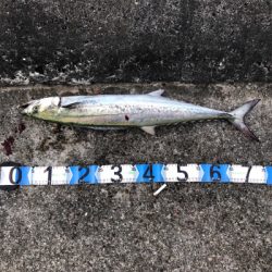 サワラって呼んでいいやんな？