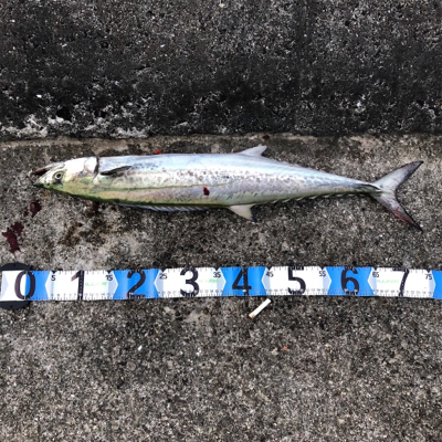 サワラって呼んでいいやんな？