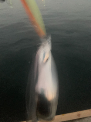 潮悪く、太刀の細君