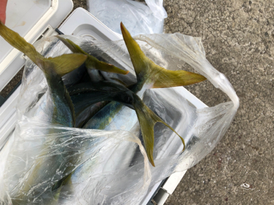 ショアジギング