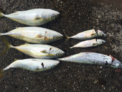 ライトショアジギング