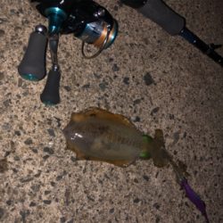 エギング初心者3回目の釣行