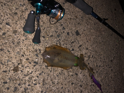 エギング初心者3回目の釣行