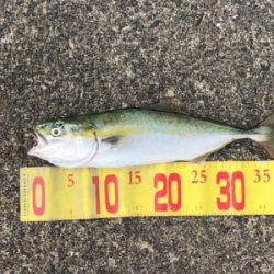 昼からのショアジギング