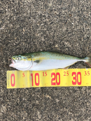 昼からのショアジギング