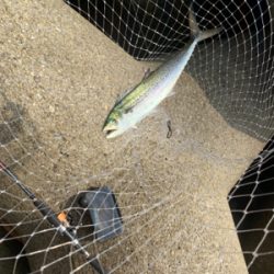 朝のショアジギング