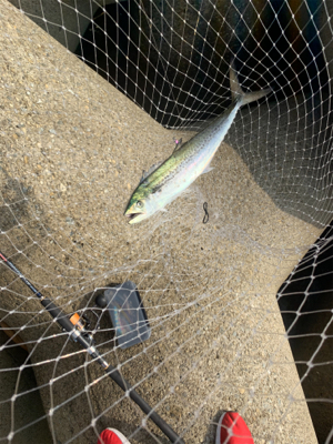 朝のショアジギング