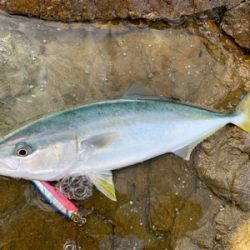 青物ミノーイング