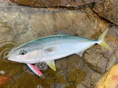 青物ミノーイング