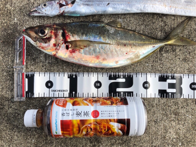 タチウオパラパラ 青物気配なし