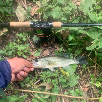 バジリスキー にて