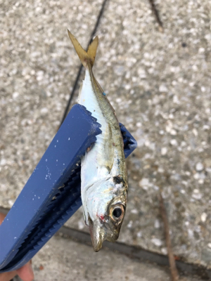 仕事帰りに一本！