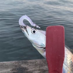 今期初遭遇、朝の時合い