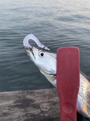 今期初遭遇、朝の時合い