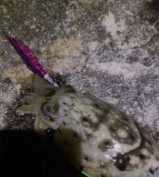 生名島エギング