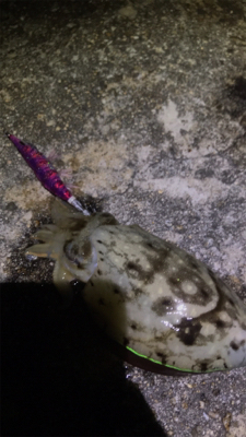 生名島エギング