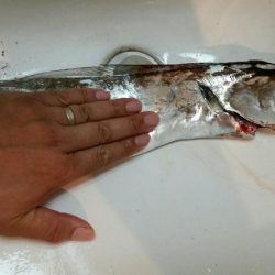 湾奥にもそろそろタチウオ回遊か！