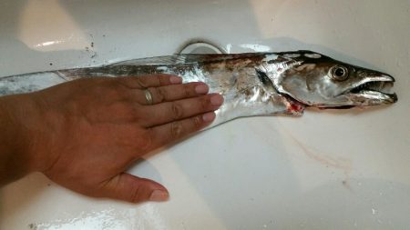 湾奥にもそろそろタチウオ回遊か！