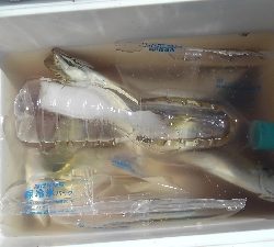 中鯵目指して!!