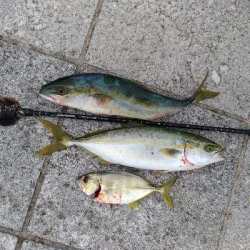 8/30釣果太刀魚入れ食いデカアジツバスサバグレ