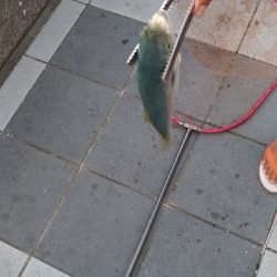 9/8釣果ツバスデカアジ豆アジメッキちゃりこ