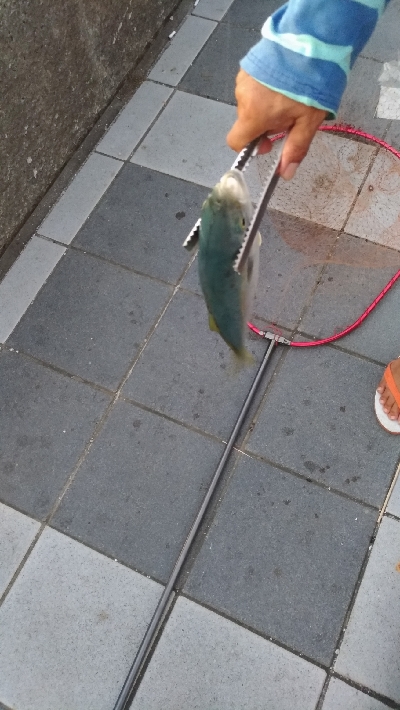 9/8釣果ツバスデカアジ豆アジメッキちゃりこ