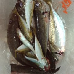 9/14釣果チヌデカアジ豆アジガシラ