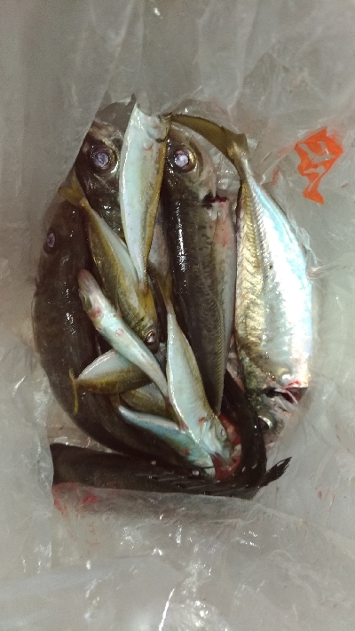 9/14釣果チヌデカアジ豆アジガシラ