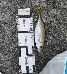 9/21釣果メッキデカアジ豆アジボラベラちゃりこ