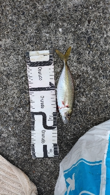 9/21釣果メッキデカアジ豆アジボラベラちゃりこ