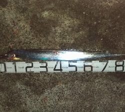 9/29釣果スズキ74太刀魚指4本