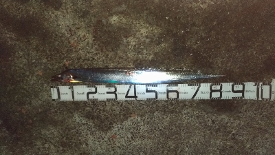 9/29釣果スズキ74太刀魚指4本