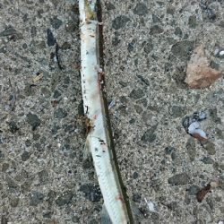 追うものと追われるもの