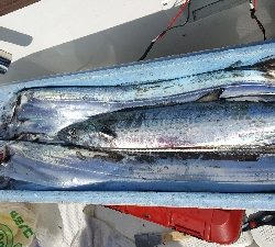 2019 須磨沖 タチウオ調査①