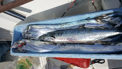 2019 須磨沖 タチウオ調査①