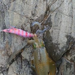 初めてゼブラが活躍したエギング