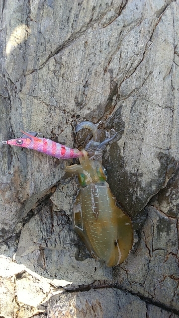 初めてゼブラが活躍したエギング