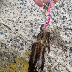 エギング４回目ですが