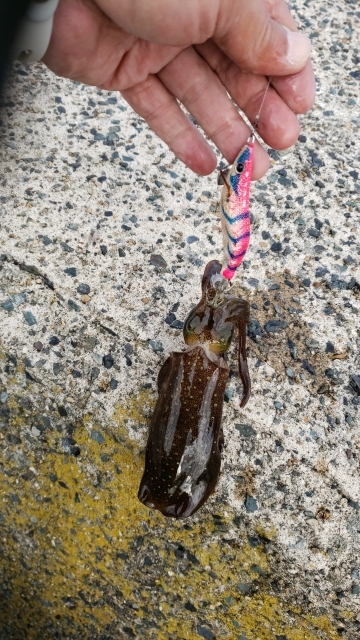 エギング４回目ですが